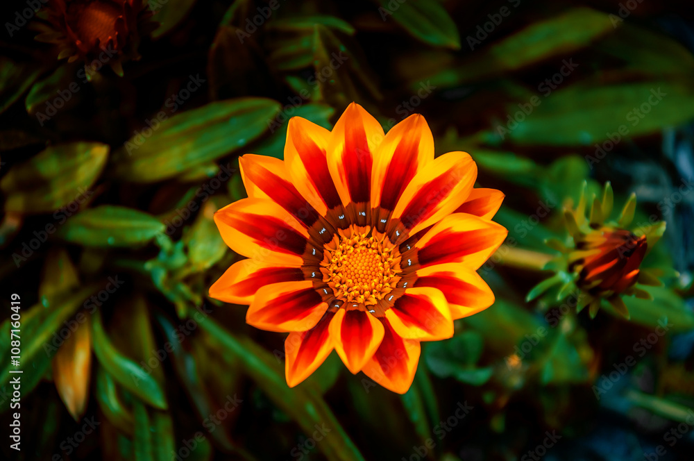 Gazania Rigens Flower Gazania Rigens Flower