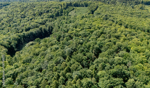 Aerial view of a lush green forest with dense trees and natural beauty