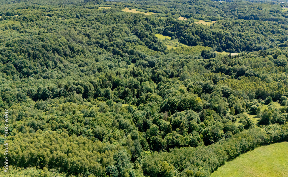 Lush green forest landscape with diverse trees and vegetation, showcasing nature's beauty from above. Lush green forest landscape with diverse trees and vegetation, showcasing nature's beauty from above.