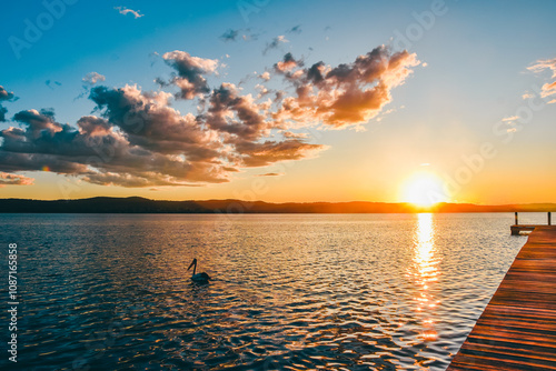 Pelican swimming at the Lake photo