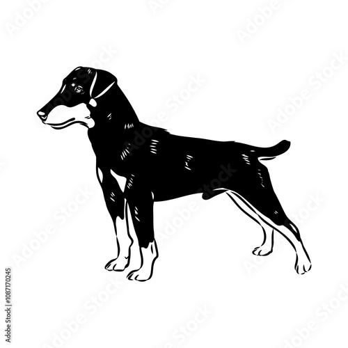 German Jagdterrier dog, vector sketch . Hand drawn ink realistic sketching isolated on white.