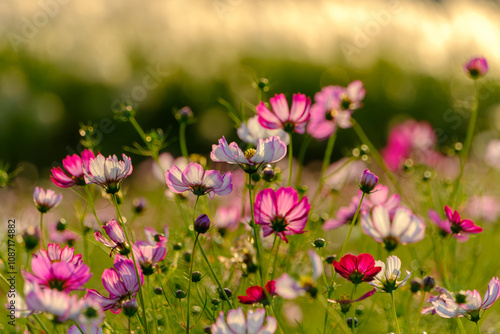 Cosmos Flowers Blooming in Golden Evening Light