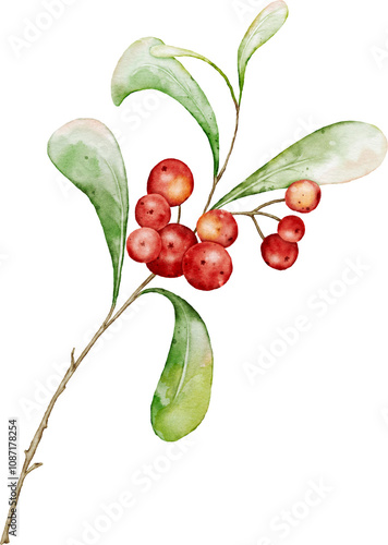 Watercolor arrangements of berries and leaves branches