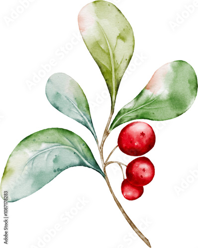 Watercolor arrangements of berries and leaves branches