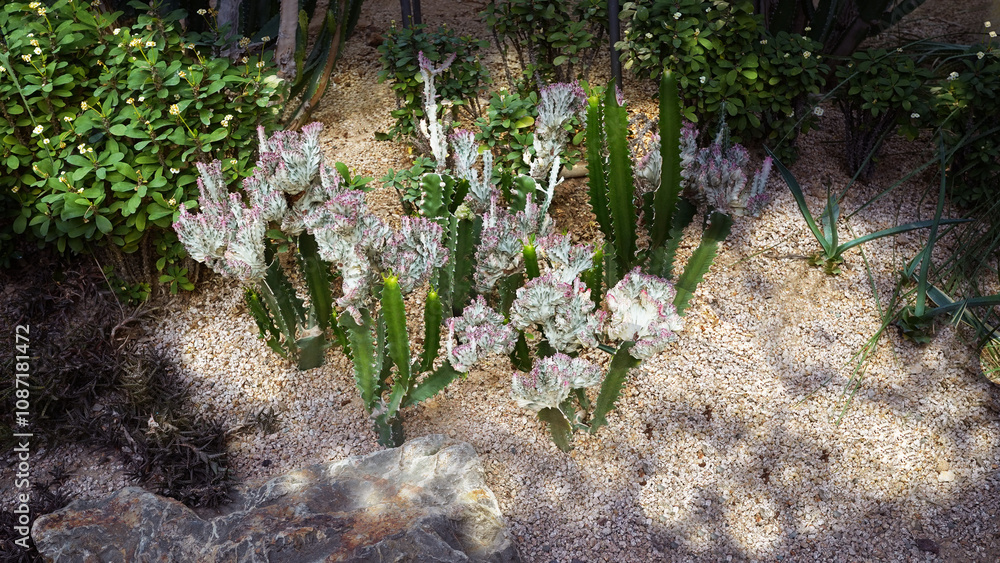 Obraz premium Euphorbia and Cactus Garden in a Serene Park