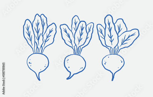 Hand-drawn beetroot Illustration Set. Line art, ink, minimalist style. Vector illustration.