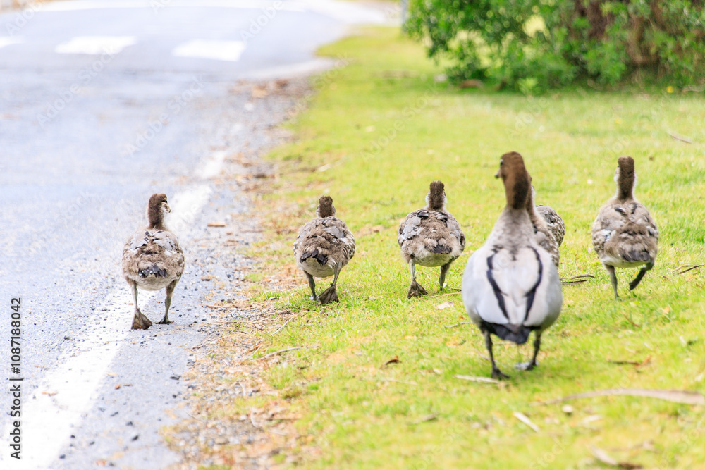 Family of Australian Wood Ducks Walking Along Roadside, Wilsons Prom, Australia