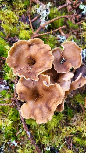 mushrooms on a moss 