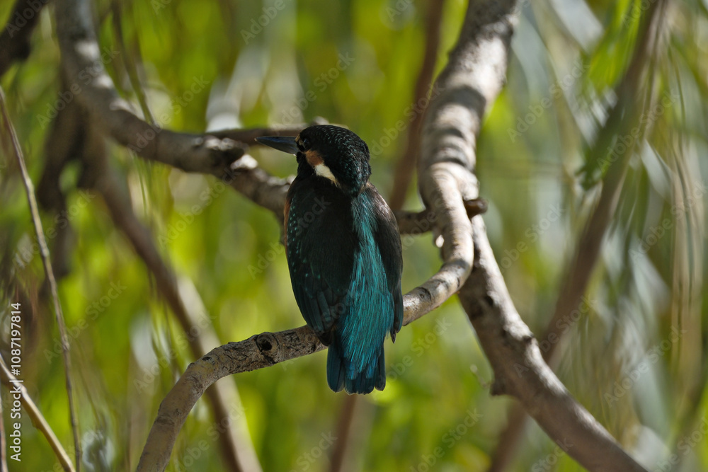 Kingfisher (Alcedo atthis) perched on a branch Kingfisher (Alcedo atthis) perched on a branch