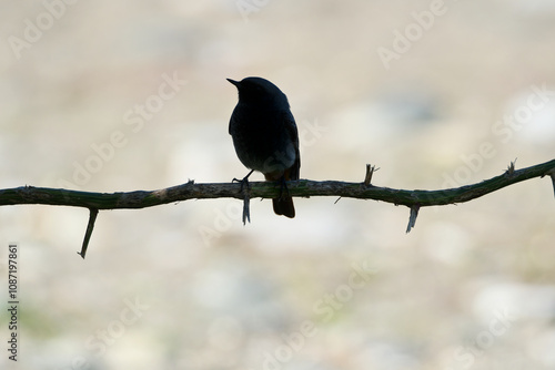 Black bird perched on a twig with blurred background. Bird silhouette