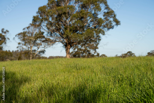 pasture and grasses growing on a regenerative agricultural farm. native plants storaging carbon in australia and new zealand.