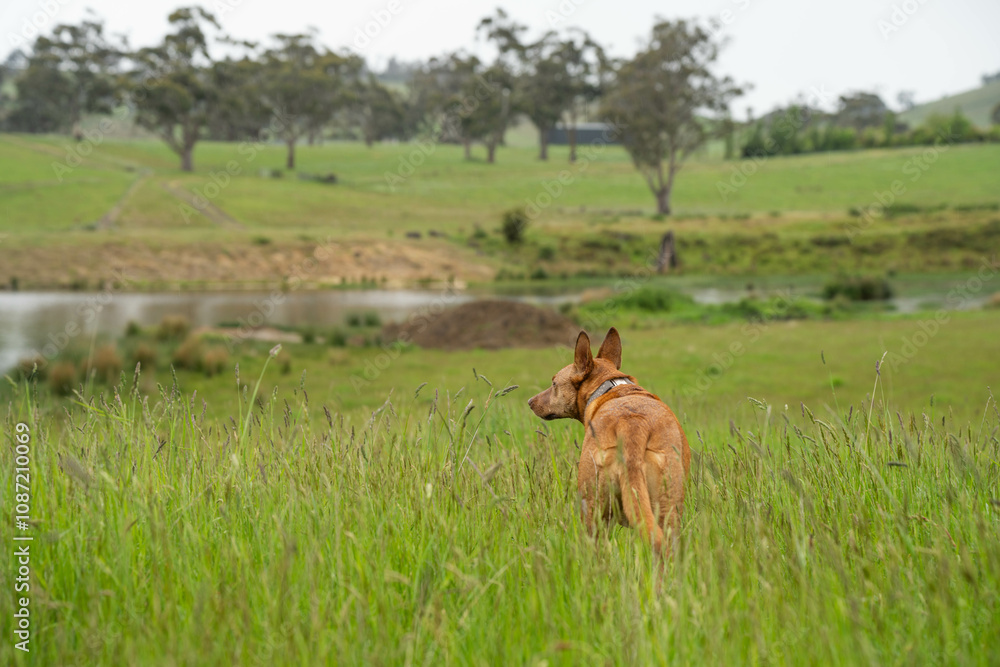 kelpie farm dog standing in tall pasture and grasses growing on a regenerative agricultural farm. native plants storaging carbon in australia and new zealand. kelpie farm dog standing in tall pasture and grasses growing on a regenerative agricultural farm. native plants storaging carbon in australia and new zealand.