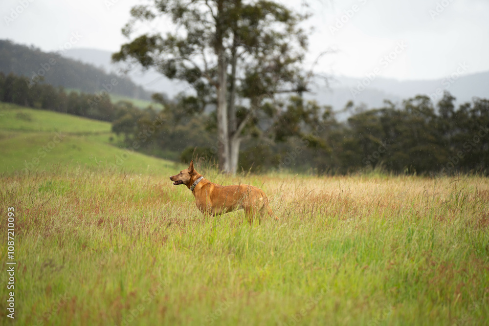 kelpie farm dog standing in tall pasture and grasses growing on a regenerative agricultural farm. native plants storaging carbon in australia and new zealand. kelpie farm dog standing in tall pasture and grasses growing on a regenerative agricultural farm. native plants storaging carbon in australia and new zealand.