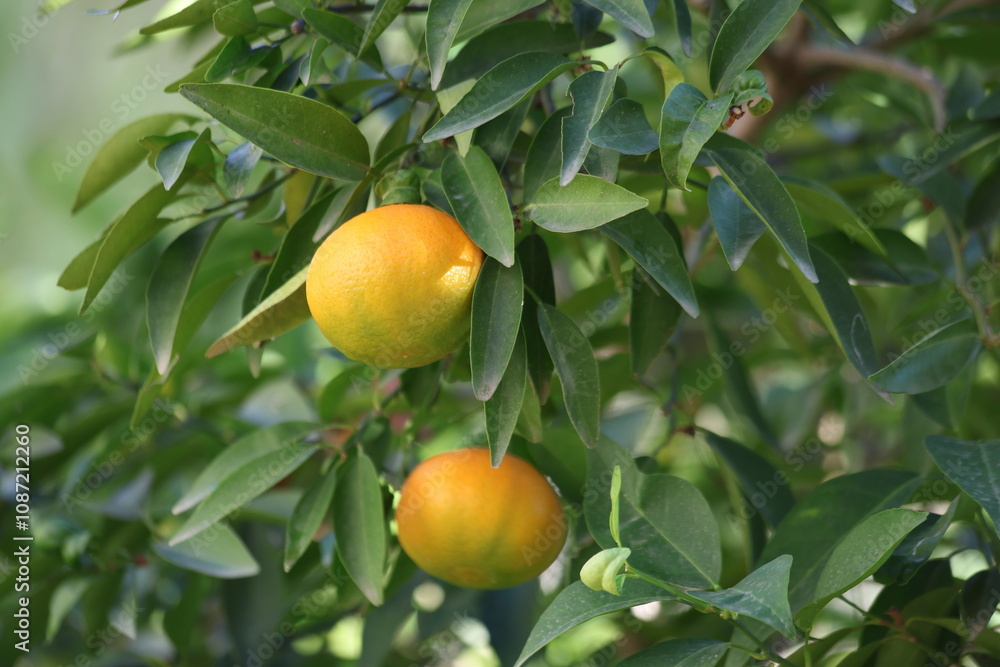close up view of tangerine on the tree close up view of tangerine on the tree