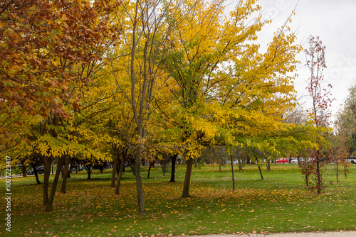 Forest in autumn in San Sebastián de los Reyes. photo