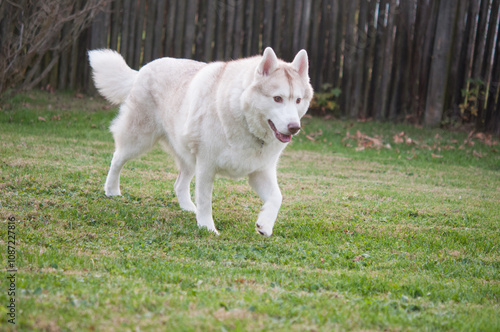 Siberian Husky dog running in grass with fence in background