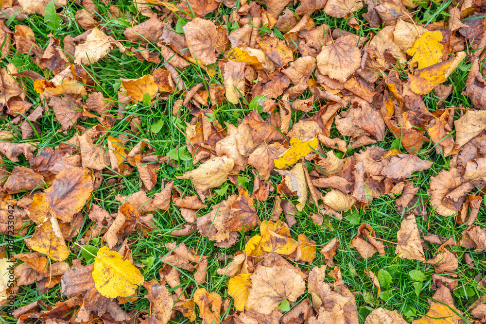 Full-frame image of autumn leaves in various colors that have fallen on the grass. Some leaves are already moldy.