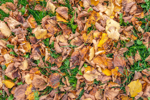 Obraz na płótnie Full-frame image of autumn leaves in various colors that have fallen on the grass. Some leaves are already moldy. w salonie