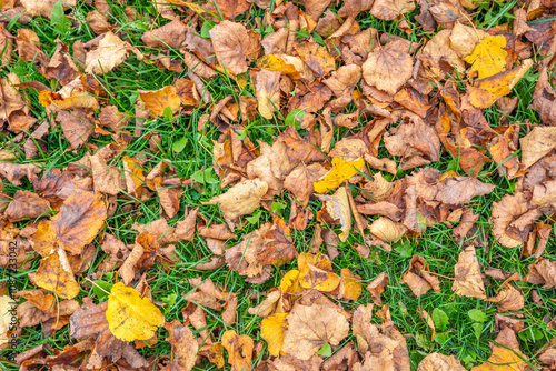 Obraz na płótnie Full-frame image of autumn leaves in various colors that have fallen on the grass. Some leaves are already moldy. w salonie
