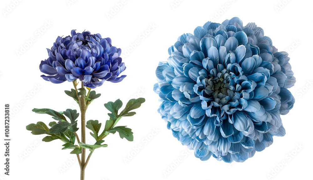 Blue dahlias on a white background
Blue dahlias on a white background