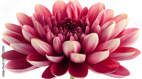 Closeup Pink Flower Petals Illustration