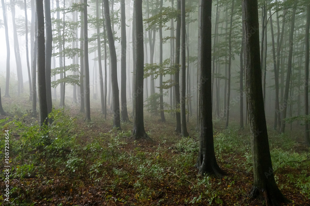 Obraz premium Autumn foggy mountain beech forest with wet tree trunks and crowns Velka Javorina, White Carpathians mountains, Czech Republic