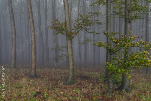 Autumn foggy mountain beech forest with wet tree trunks and crowns Velka Javorina, White Carpathians mountains, Czech Republic photo