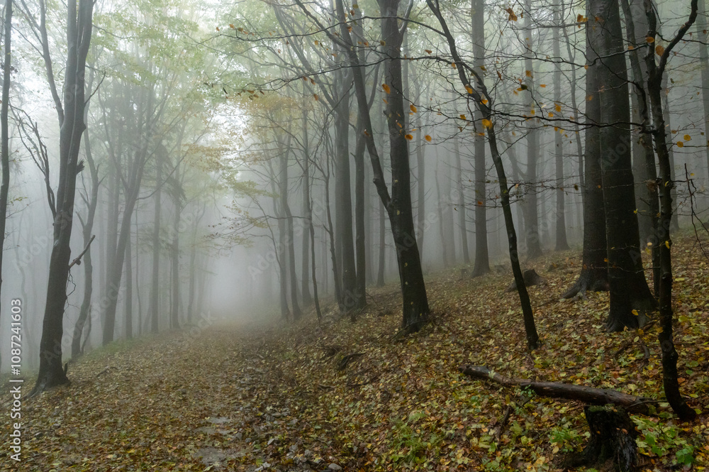 Autumn foggy mountain beech forest with wet tree trunks and crowns Velka Javorina, White Carpathians mountains, Czech Republic Autumn foggy mountain beech forest with wet tree trunks and crowns Velka Javorina, White Carpathians mountains, Czech Republic