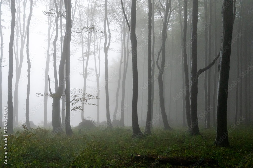 Obraz premium Autumn foggy mountain beech forest with wet tree trunks and crowns Velka Javorina, White Carpathians mountains, Czech Republic