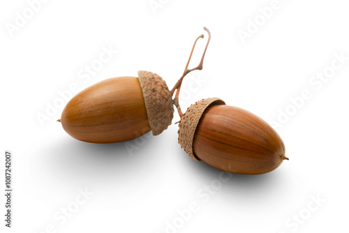 Two acorns on white photo