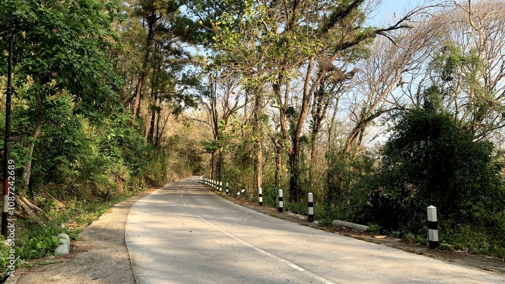 Fototapeta premium a road in the middle of oak tree in the afternoon