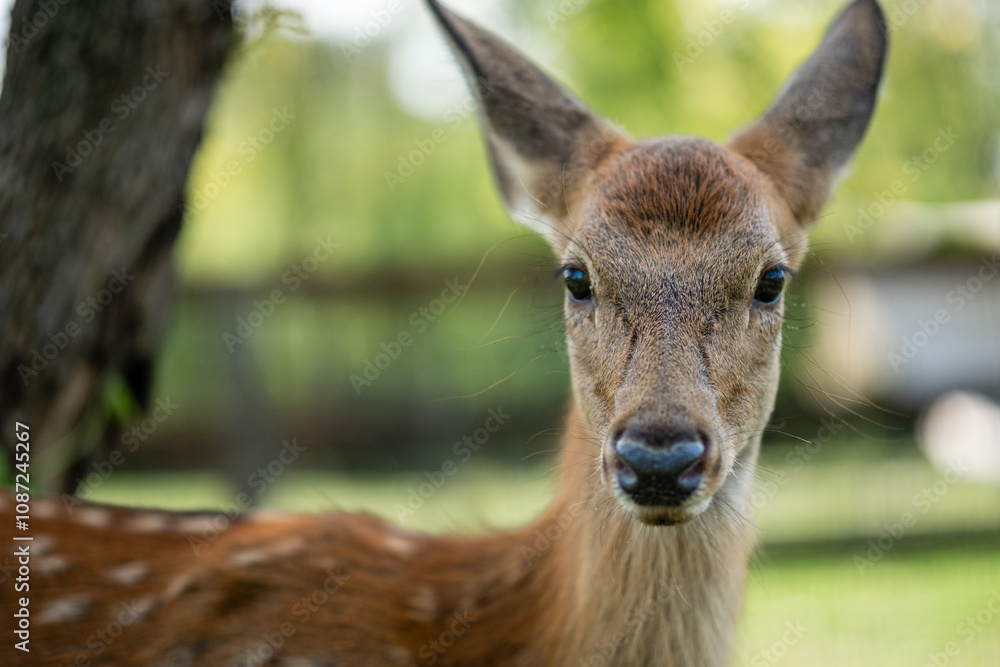 close-up of cute deer in the forest
