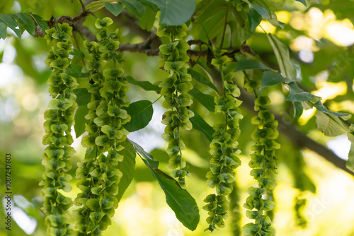 Characteristic fruits of Caucasian wingnut, close-up. Pterocarya fraxinifolia. Caucasian walnut. photo