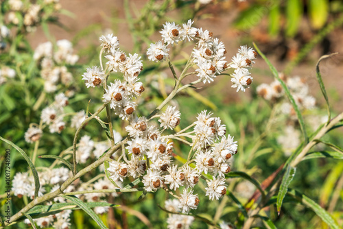 White flowers of Anaphalis margaritacea. the western pearly everlasting, pearly everlasting.