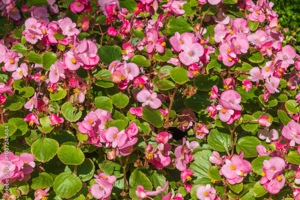 Beautiful pink flowers of Begonia cucullata. clubbed begonia. Beautiful pink flowers of Begonia cucullata. clubbed begonia.