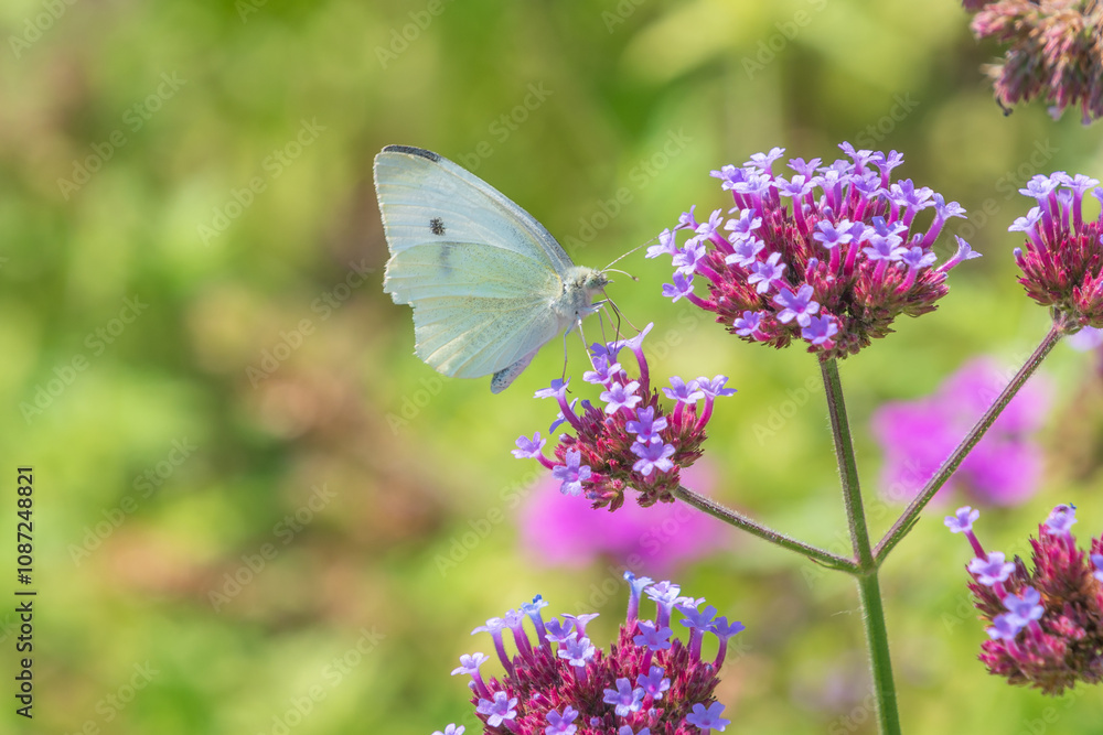 a butterfly on a purple verbena flower. Pieris mannii, southern small white. a butterfly on a purple verbena flower. Pieris mannii, southern small white.