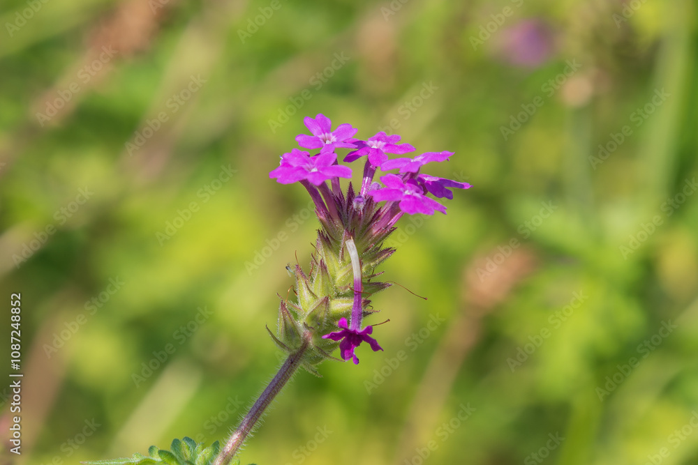 Purple flowers of Verbena bipinnatifida. Dakota mock vervain, prairie verbena, Moradilla. Purple flowers of Verbena bipinnatifida. Dakota mock vervain, prairie verbena, Moradilla.