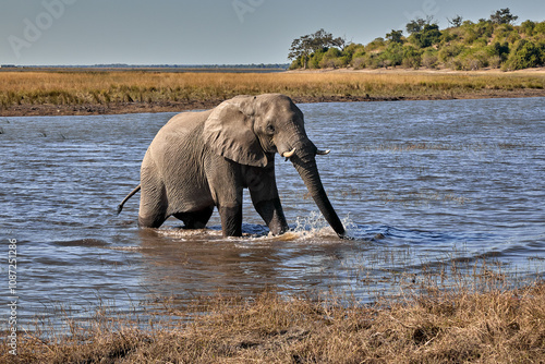 Witness the awe-inspiring beauty of elephants roaming freely in their natural habitat at Chobe National Park. This sanctuary is home to one of the largest elephant populations in Africa.