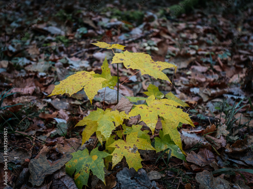 A small maple tree with bright yellow leaves growing among the forest floor covered with brown, rotting leaves. The scene represents the contrast of new growth against the background of late autumn. A small maple tree with bright yellow leaves growing among the forest floor covered with brown, rotting leaves. The scene represents the contrast of new growth against the background of late autumn.