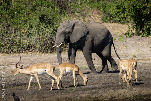 Witness the awe-inspiring beauty of elephants roaming freely in their natural habitat at Chobe National Park. This sanctuary is home to one of the largest elephant populations in Africa.