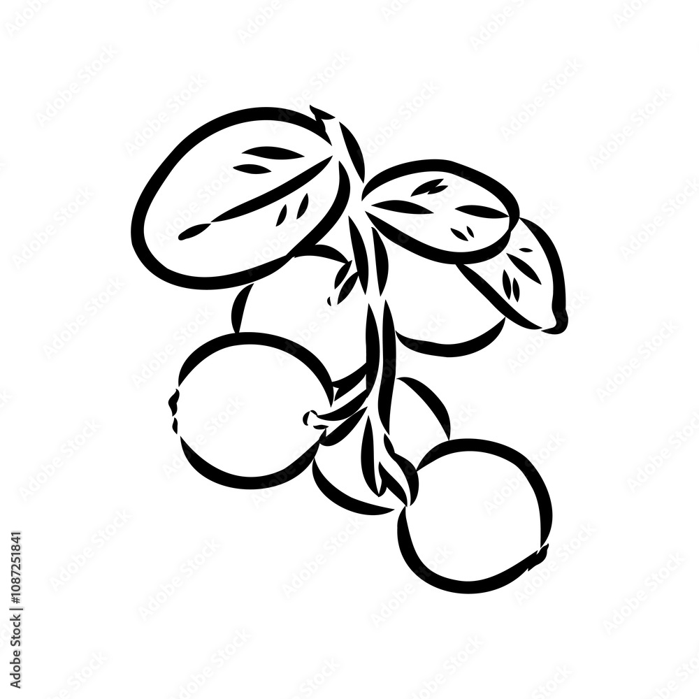 sketch ripe lingonberries, lingonberry berry, vector sketch sketch ripe lingonberries, lingonberry berry, vector sketch