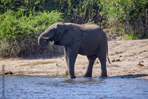 Witness the awe-inspiring beauty of elephants roaming freely in their natural habitat at Chobe National Park. This sanctuary is home to one of the largest elephant populations in Africa.