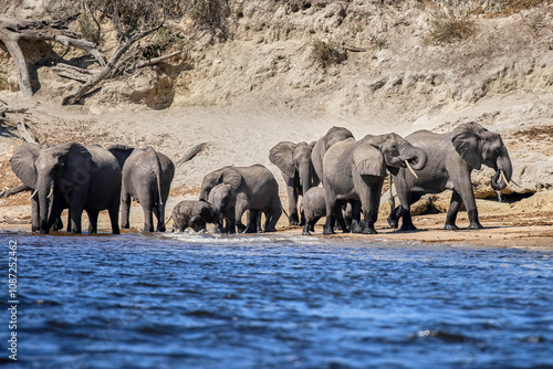 Witness the awe-inspiring beauty of elephants roaming freely in their natural habitat at Chobe National Park. This sanctuary is home to one of the largest elephant populations in Africa.