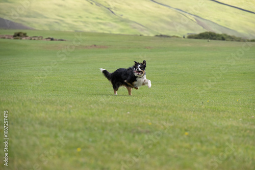 Tri coloured border collie sheepdog running across a field