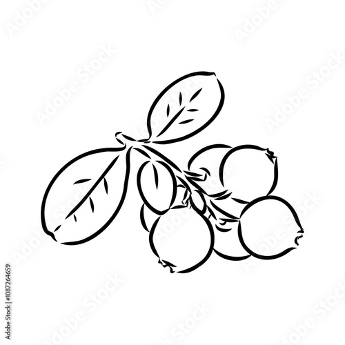 sketch ripe lingonberries, lingonberry berry, vector sketch