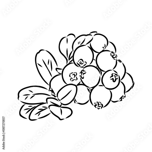 sketch ripe lingonberries, lingonberry berry, vector sketch