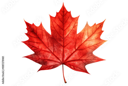 maple leaf isolated on white