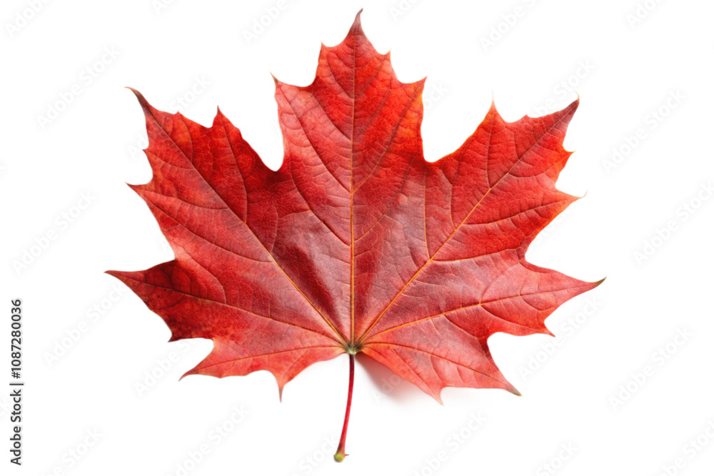 maple leaf isolated on white maple leaf isolated on white
