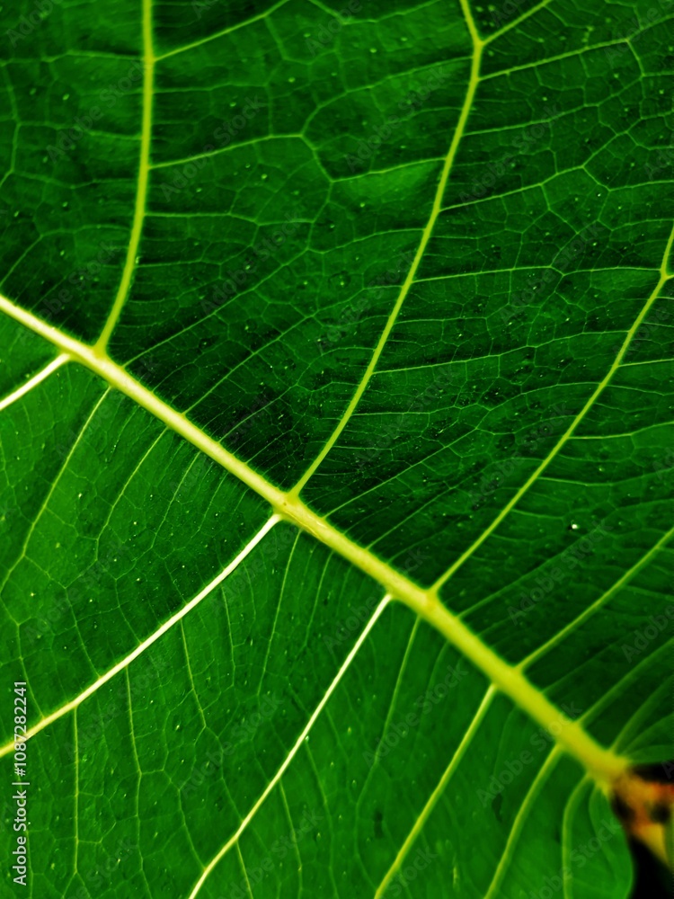 THE BEAUTY OF ARTISTIC FICUS NOTA LEAF DETAILS THE BEAUTY OF ARTISTIC FICUS NOTA LEAF DETAILS