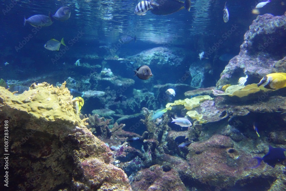 Aquarium Aquarium